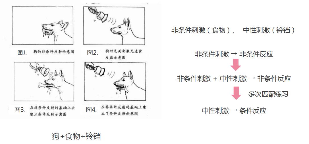 巴甫洛夫的經(jīng)典性條件作用論